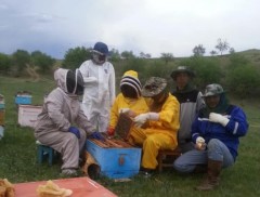 養蜂研修